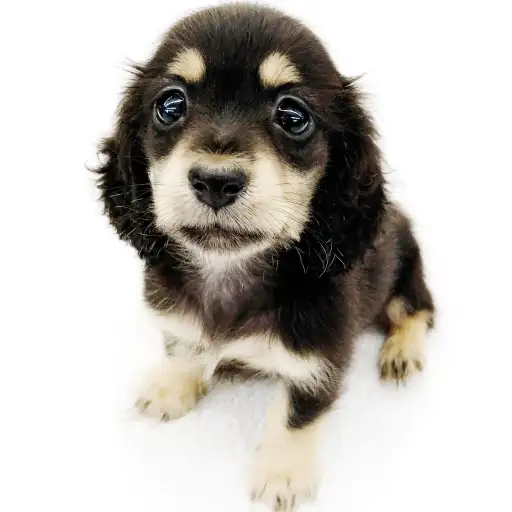 カニンヘン・ダックスフント