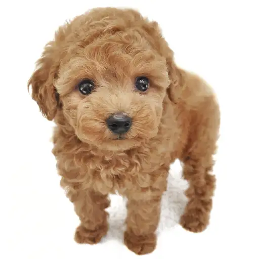 トイ・プードル