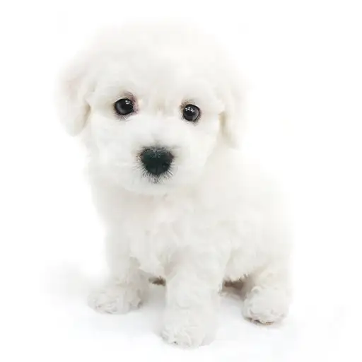 ビションフリーゼ