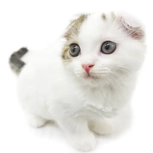 スコティッシュフォールド