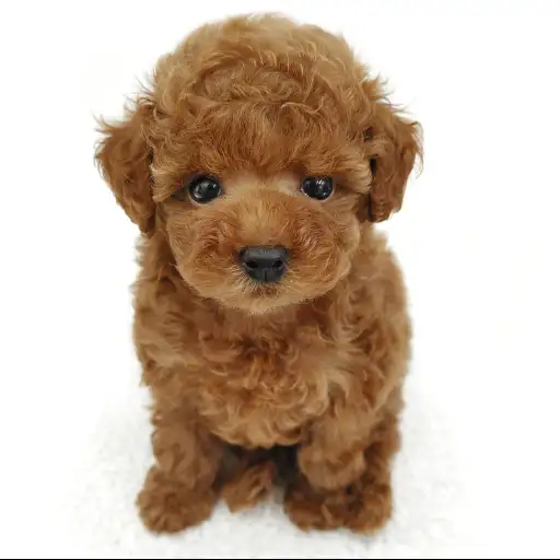 トイ・プードル