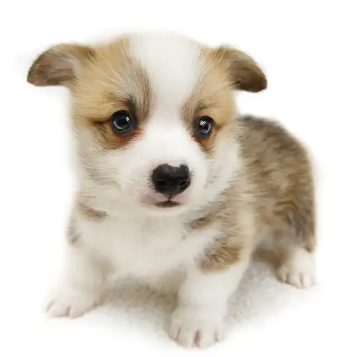 ウェルシュコーギーペンブローク