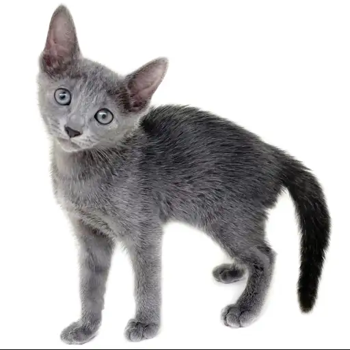 ロシアンブルー