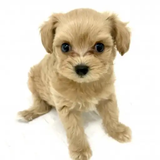 MIX（チワワ×トイプードル）