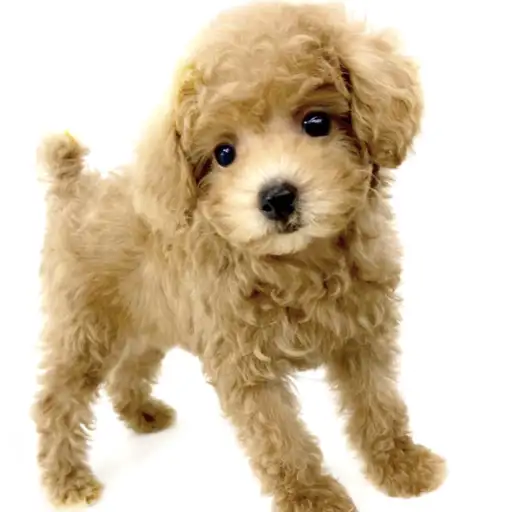 トイ・プードル