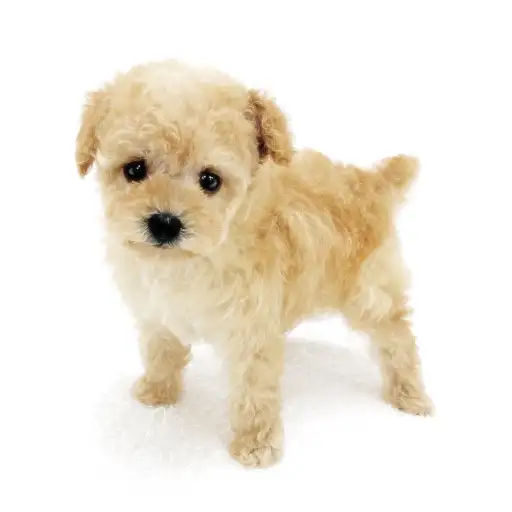 トイ・プードル