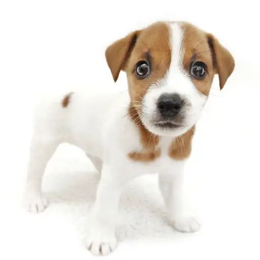 ジャックラッセルテリア