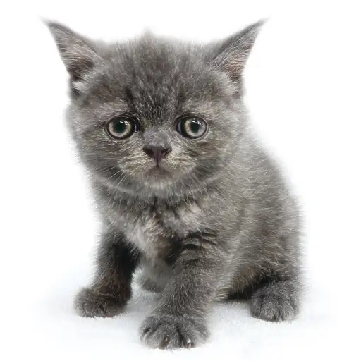 ブリティッシュショートヘア