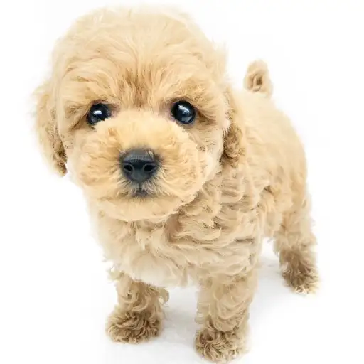 トイ・プードル