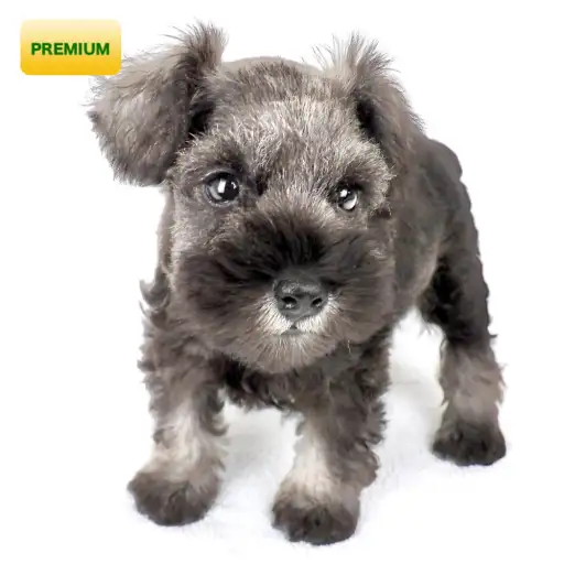 ミニチュア・シュナウザー