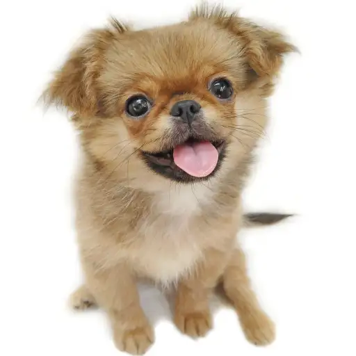 MIX（チワワ×ペキニーズ）