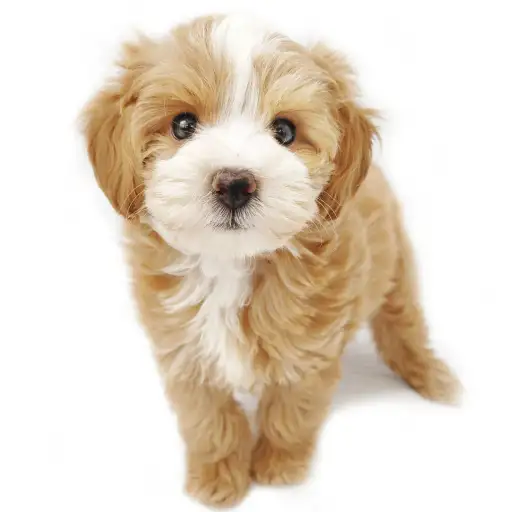 MIX（マルチーズ×トイプードル）