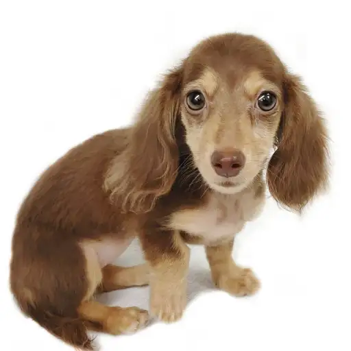 カニンヘン・ダックスフント