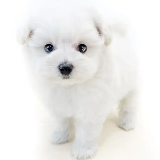 MIX（ポメラニアン×トイプードル）