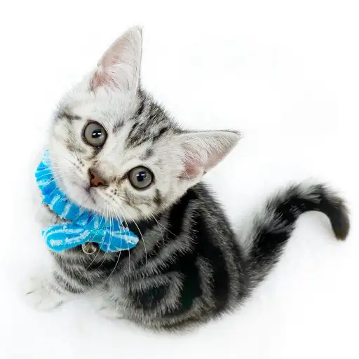 アメリカンショートヘア