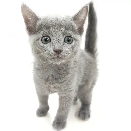 ロシアンブルー