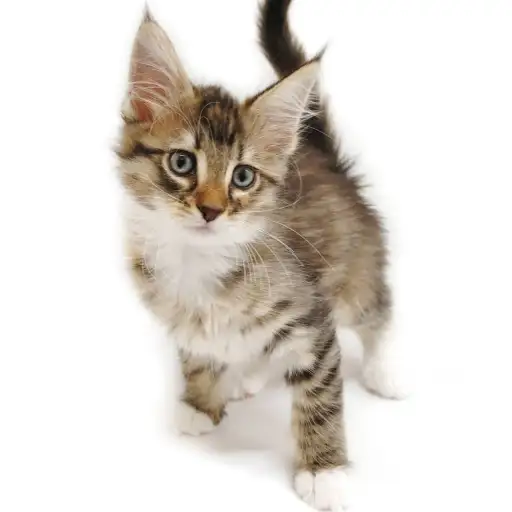 ノルウェージャンフォレストキャット