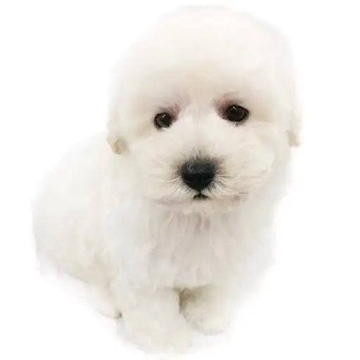 トイ・プードル