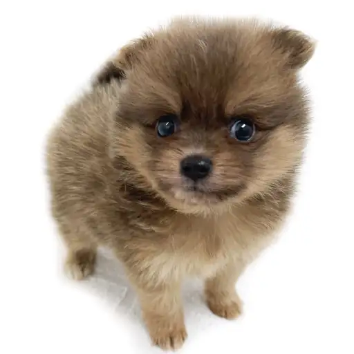 MIX（チワワ×ポメラニアン）