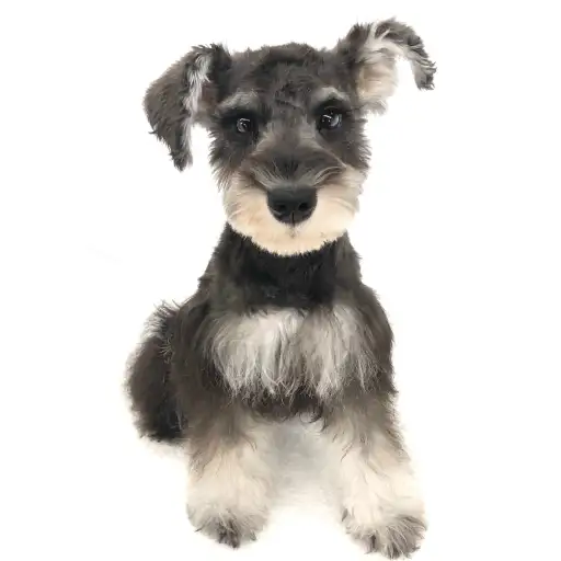 ミニチュア・シュナウザー