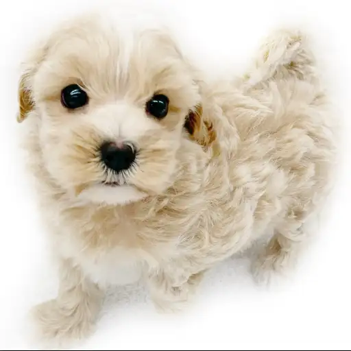 MIX（マルチーズ×トイプードル）