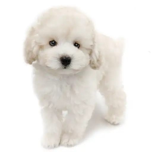 トイ・プードル