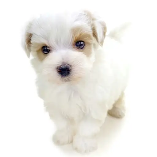 MIX（トイプードル×マルチーズ）