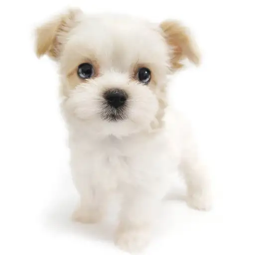 MIX（マルチーズ×チワワ）