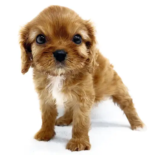 キャバリア・キングチャールズ・スパニエル