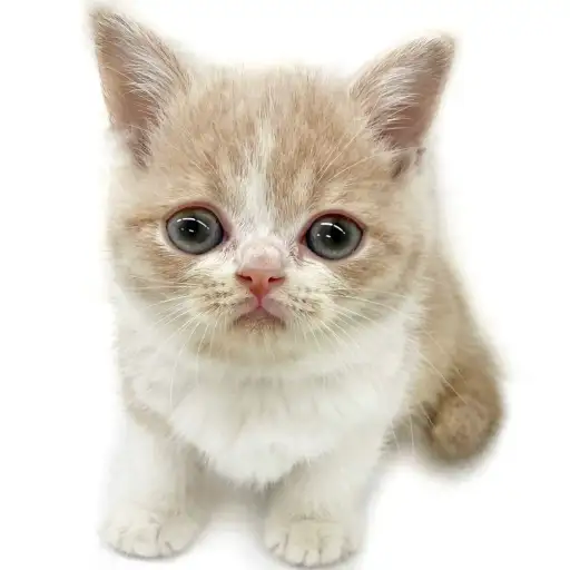 ブリティッシュショートヘア