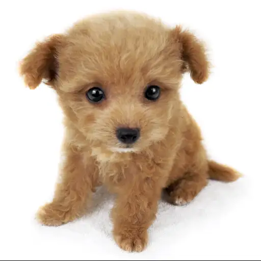 MIX（トイプードル×チワワ）