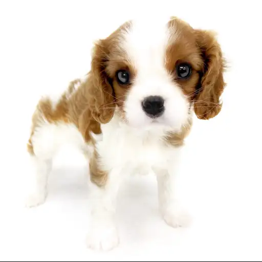 キャバリア・キングチャールズ・スパニエル