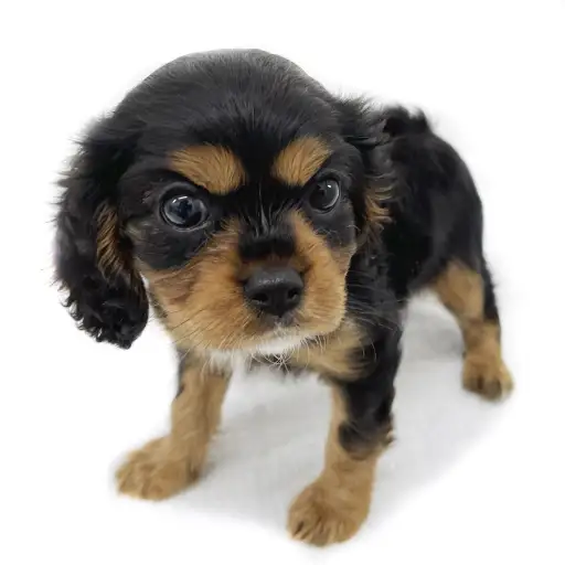 キャバリア・キングチャールズ・スパニエル