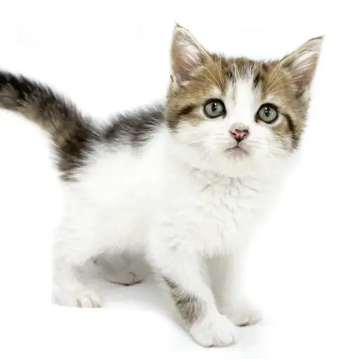 スコティッシュフォールド