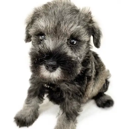 ミニチュア・シュナウザー