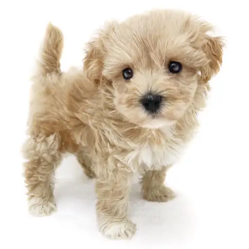 MIX（トイプードル×マルチーズ）