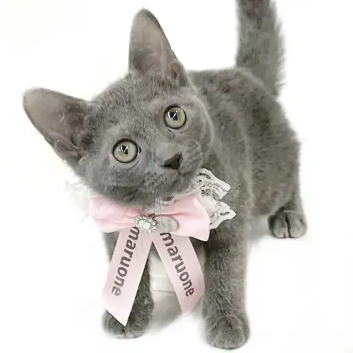 ロシアンブルー