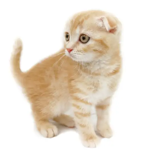 スコティッシュフォールド