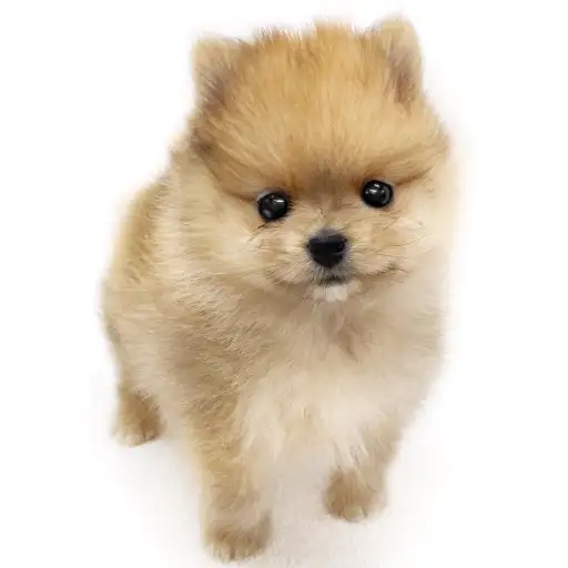 ポメラニアン