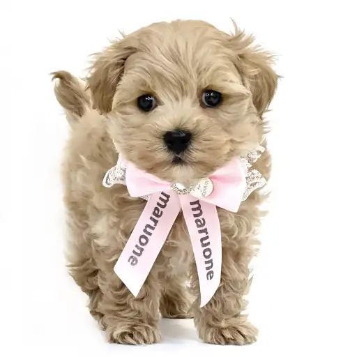 MIX（マルチーズ×トイプードル）