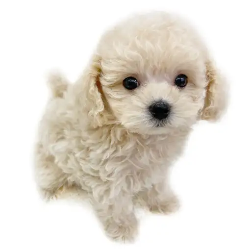 MIX（マルチーズ×トイプードル）