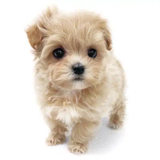 MIX（トイプードル×マルチーズ）