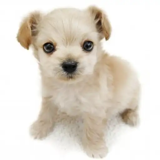 MIX（チワワ×トイプードル）