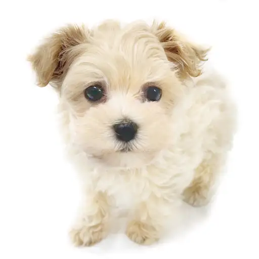 MIX（トイプードル×マルチーズ）