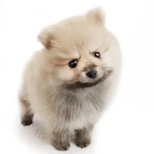 ポメラニアン