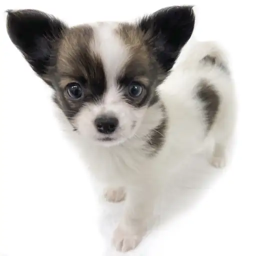 MIX（チワワ×パピヨン）