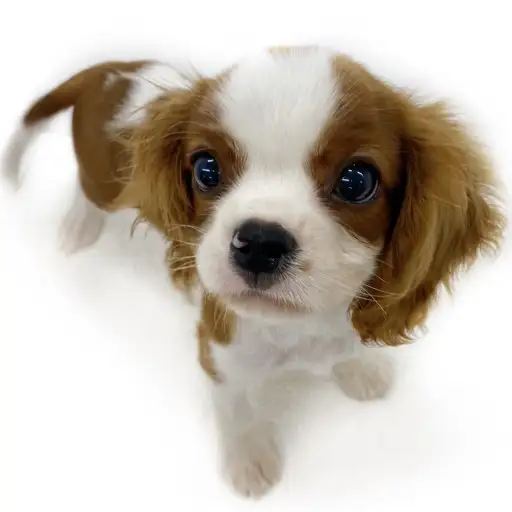 キャバリア・キングチャールズ・スパニエル