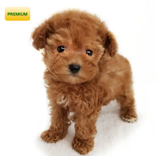 トイ・プードル