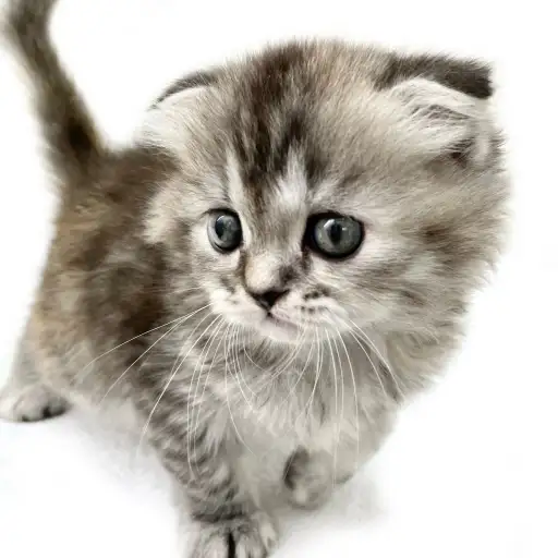 スコティッシュフォールド