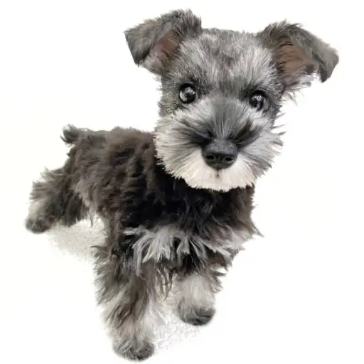 ミニチュア・シュナウザー